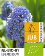 Muscari fantasy creation.jpg